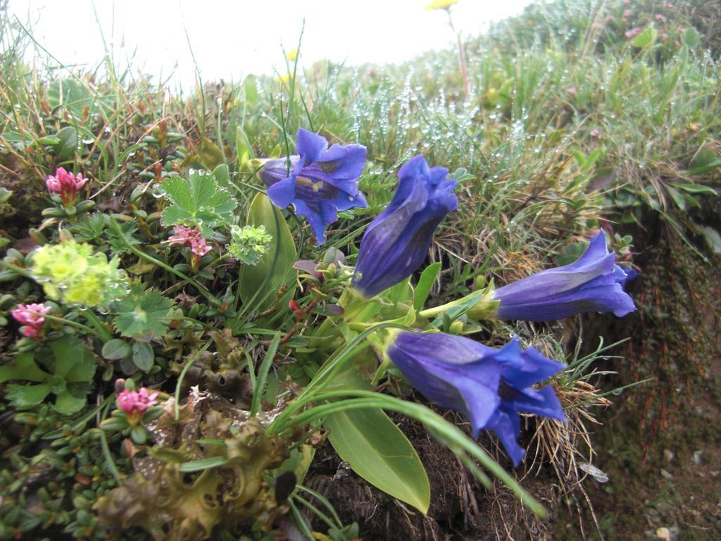 Ruhige Wohnung Mit Schoenem Eigengarten In Seeboden Am Millstaettersee Eksteriør billede
