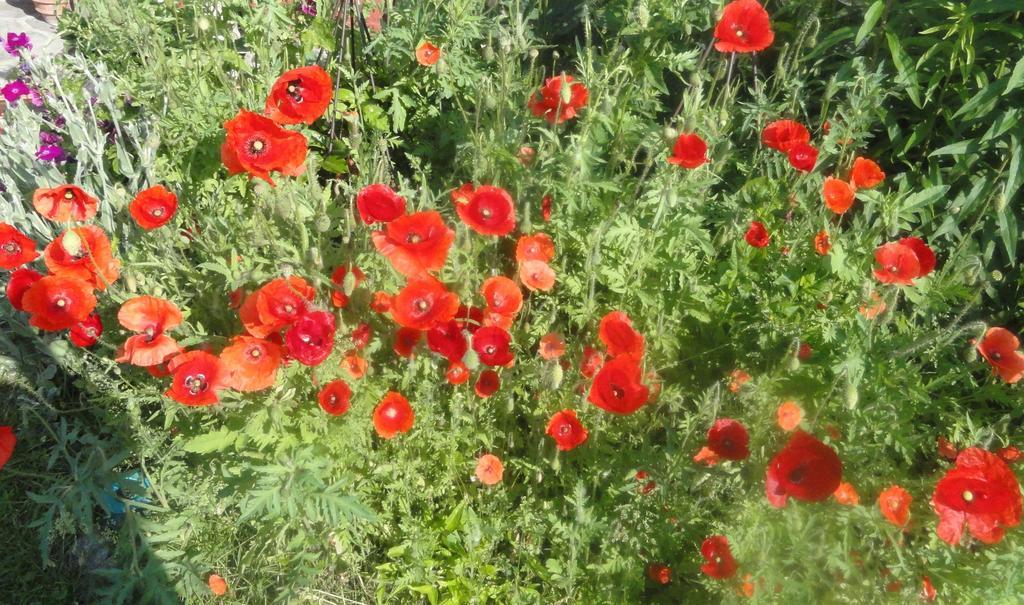 Ruhige Wohnung Mit Schoenem Eigengarten In Seeboden Am Millstaettersee Eksteriør billede